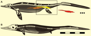 chaohusaurus_00
