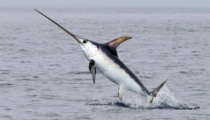 swordfish