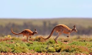 kangaroo