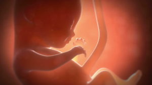 placenta-header