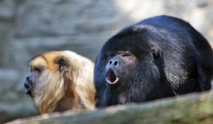 monkey