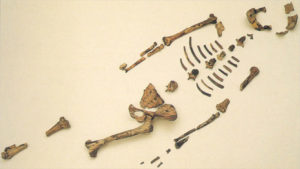 fossil-lucy