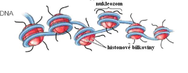 Evoluce zbavenÃ¡ pozlÃ¡tka_histon-nukleozom.jpg
