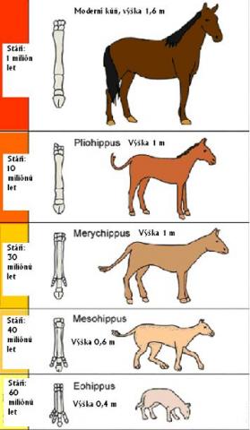 Evoluce zbavenÃ¡ pozlÃ¡tka_vÃ½vojovÃ¡ Å™ada konÃ­.jpg