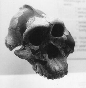 FosilnÃ­ dÅ¯kazy pro ÃºdajnÃ© opolidi â€“ ÄÃ¡st 2_5-Australopithecus boisei.jpg