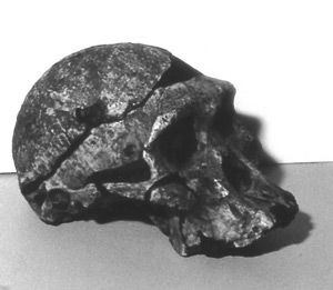 FosilnÃ­ dÅ¯kazy pro ÃºdajnÃ© opolidi - ÄÃ¡st 2_4-Australopithecus africanus.jpg