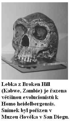 FosilnÃ­ dÅ¯kazy pro ÃºdajnÃ© opolidi_lebka z Broken Hill.jpg