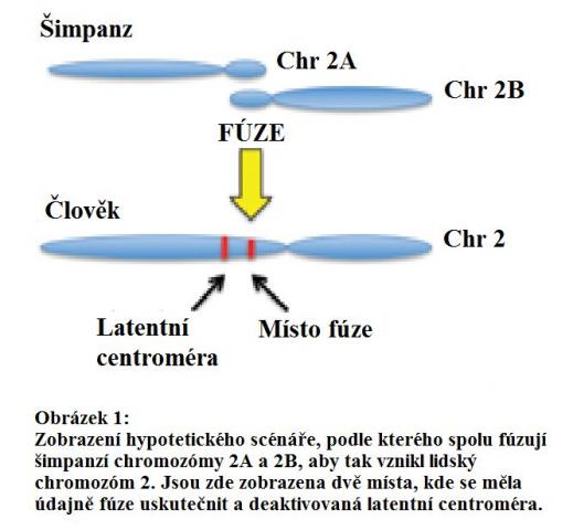 NovÃ¡ data z vÃ½zkumu chromozÃ³mu 2 _2-rozbrazenÃ­.jpg