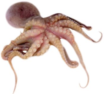 Rychle zkamenÄ›lÃ© chobotnice svÄ›dÄÃ­ o nulovÃ© evoluci_1-Å¾ivÃ¡ chobotnice.jpg