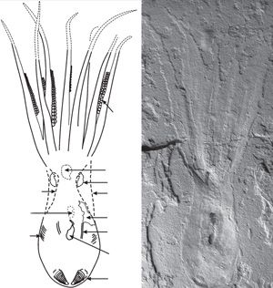 Rychle zkamenÄ›lÃ© chobotnice svÄ›dÄÃ­ o nulovÃ© evoluci_2-zkamenÄ›lina a diagram.jpg