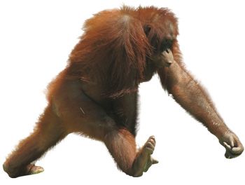 evoluce_cloveka_-_ach_tak_jasne_2-orangutan.jpg