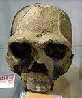 Homo ergaster – lebka Khm-Heu 3733, objevená Bernardem Ngeneo v roce 1975 v Keni.