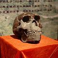 Lebka člověka pekingského (replika) v paleozoologickém muzeu v Číně
