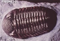 Potopa_obr 10 - trilobit_3.jpg