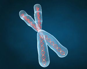 impanzÃ­ chromozom Y je radikÃ¡lnÄ› odliÅ¡nÃ½ od lidskÃ©ho_1-chromozÃ³m.jpg