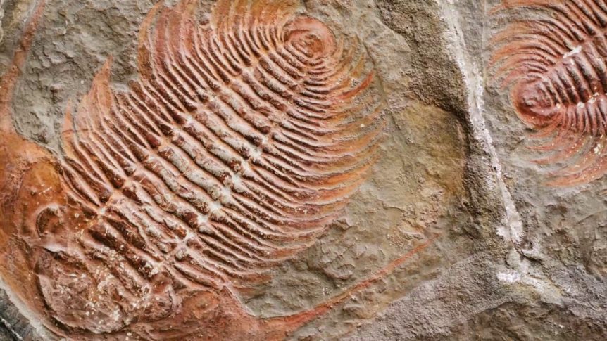 arthropod-fossils