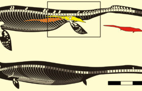 Nové plazí zkameněliny zpochybňují evoluční dogma