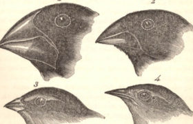 Způsobí obrácená evoluce zánik Darwinových pěnkav?