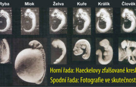 Imunita, rudimenty a embryologie