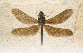 Zkamenělý hmyz svědčí o nulové evoluci a rychlém pohřbení!