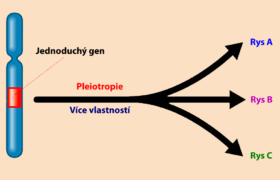 Problém pleiotropie v evoluční teorii