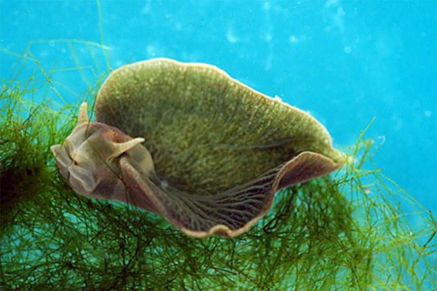 sea-slug2