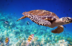 Mořské želvy z neželv? Žádné důkazy
