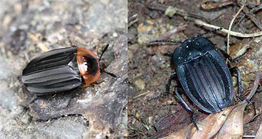 wingless-beetles