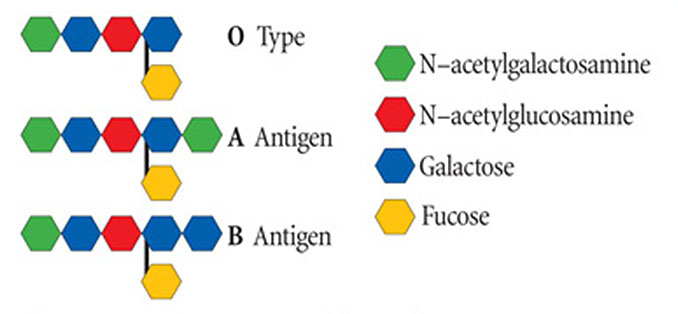 ab0-antigen