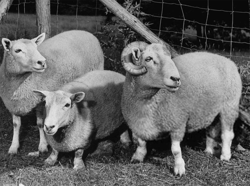 ancon-sheep