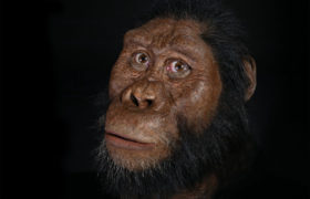 Další důkazy, že Australopithecus byl vymřelou opicí