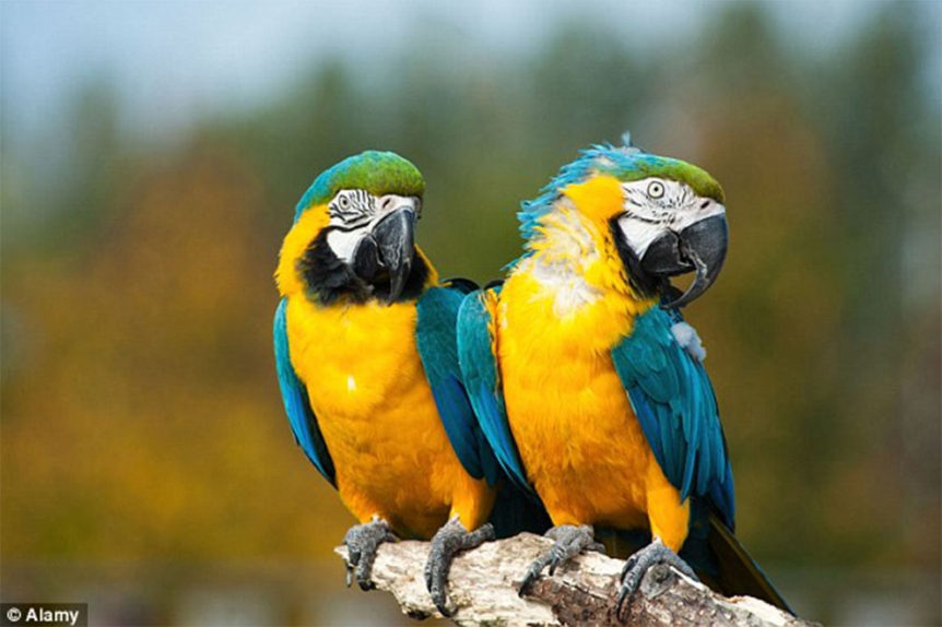 brain-of-parrots
