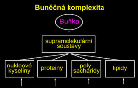 „Téměř neuvěřitelná“ buněčná složitost