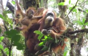 Evolucionisté mají blíž k orangutanům než k šimpanzům