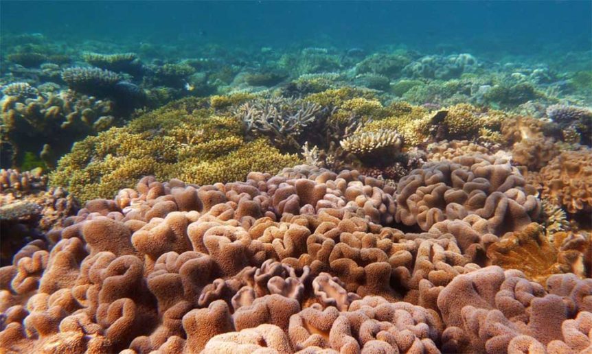 coral-reef-growth
