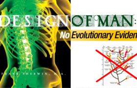 Design člověka: žádné stopy po evoluci