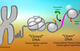 Epigenetika – impozantní odmítnutí evoluce