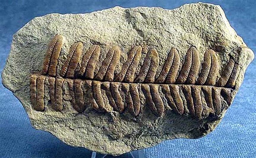 fossil-plant