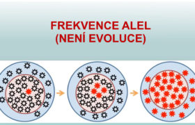 Evoluce: jen změna v četnosti alel?