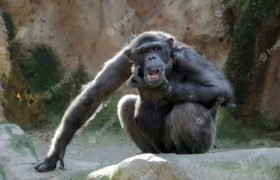 Genetická propast mezi lidmi a šimpanzi se prohlubuje