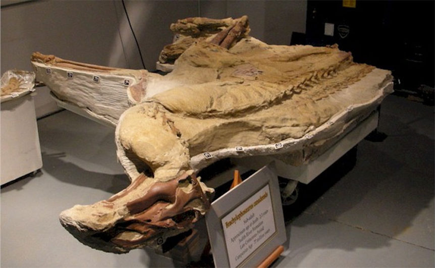 hadrosaur-mummy