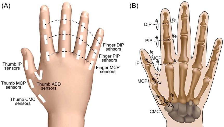 human-hand