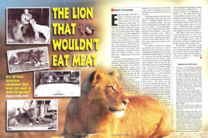 lion-wont-eat-meat