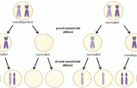 Meiotická rekombinace – projekt k navození genomické změny