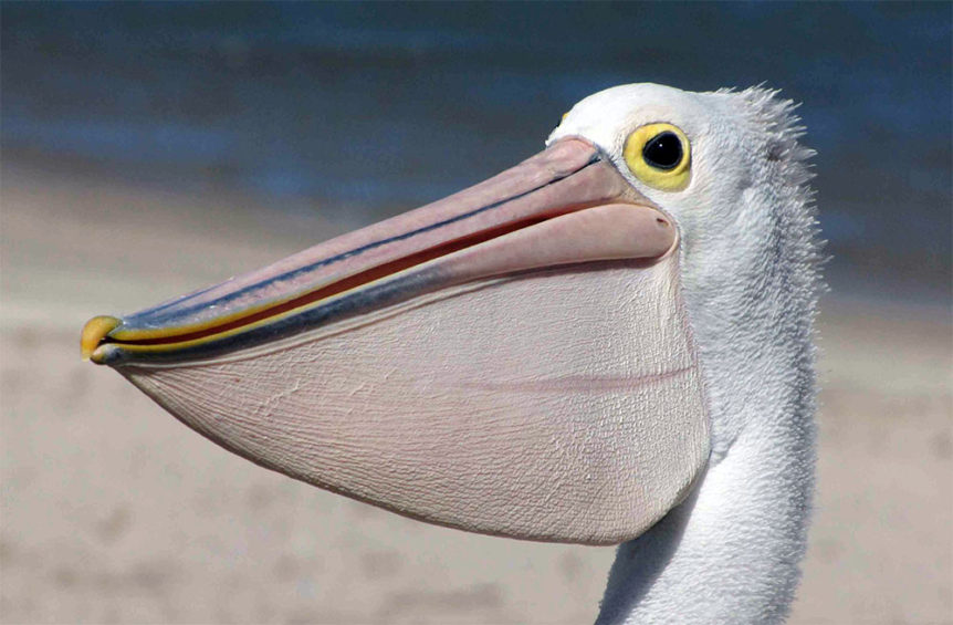pelican-beak