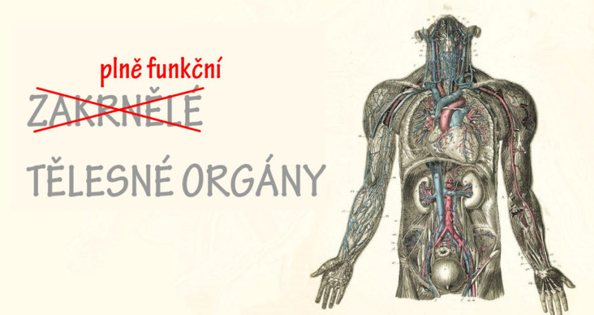 vestigal-organs