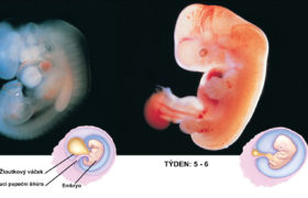 Je lidský žloutkový váček pozůstatkem z raných fází evoluce?