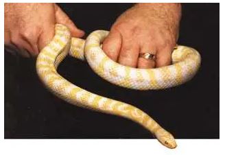 hybrid-snake