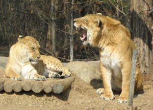 liger-couple