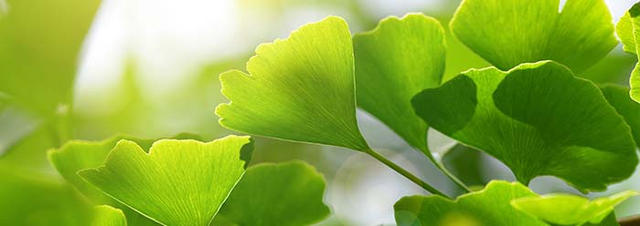 ginkgoleaves-stage